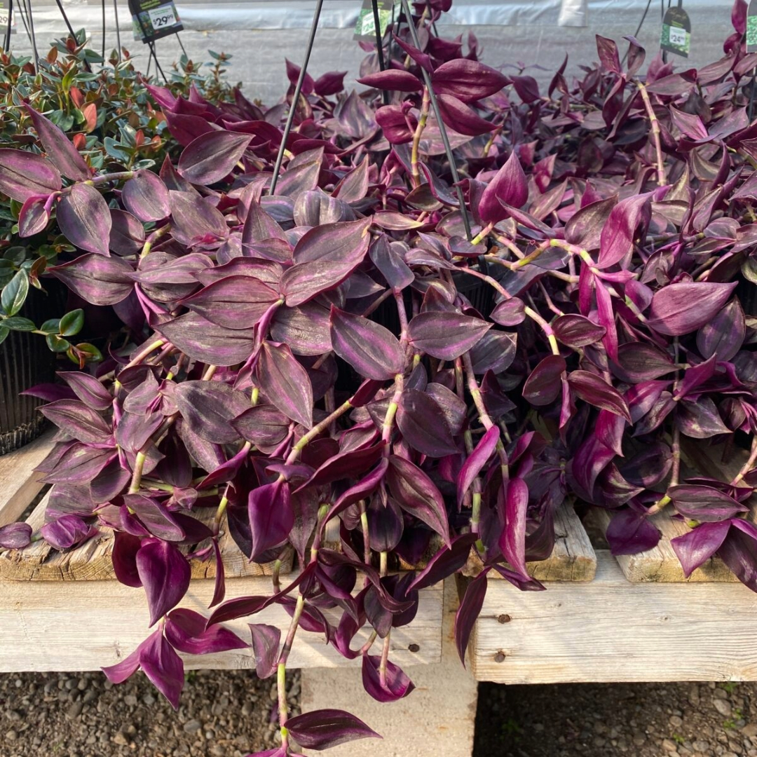 Tradescantia Red