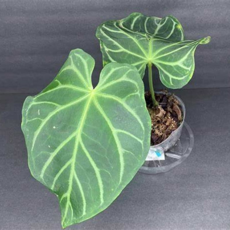 Anthurium Magnificum