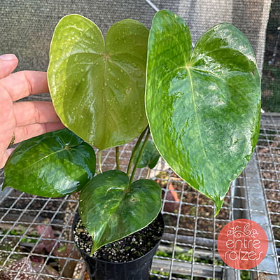 Anthurium Nymphefolium