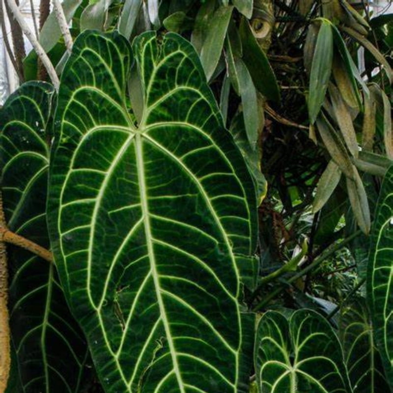 Anthurium Warocqueanum Anthurium Warocqueanum