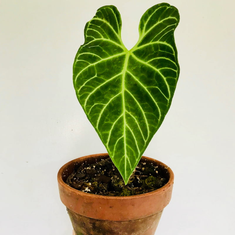 Anthurium Regale