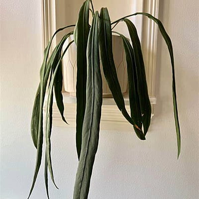 Anthirum Vittarifolium