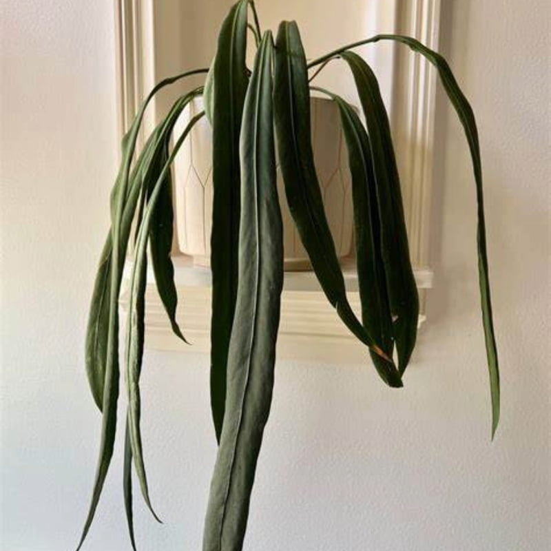 Anthirum Vittarifolium