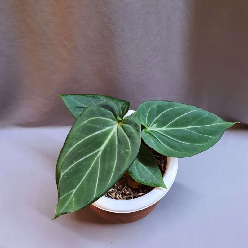 Anthurium King of Spades Anthurium King of Spades