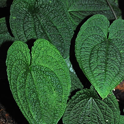Anthurium Clydemoides