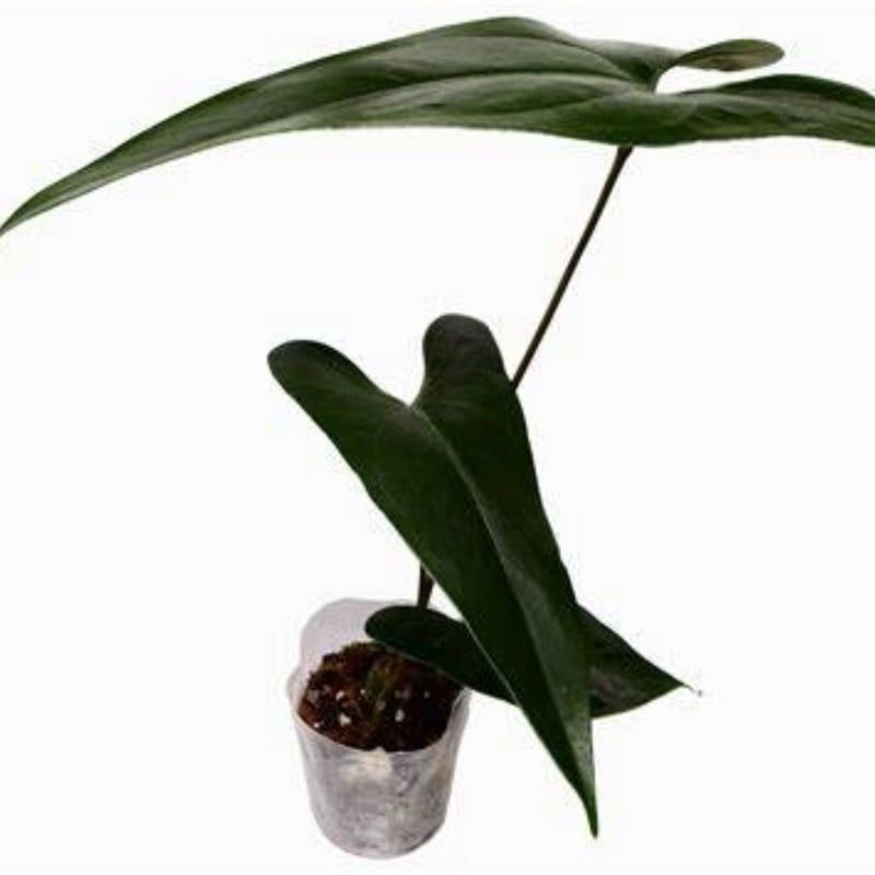 Anthurium Nigrolaminum "Gigi"