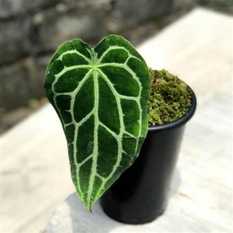 Anthurium Forgetii Anthurium Forgetii