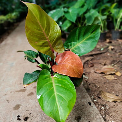 Philodendron Cylon Dwarf