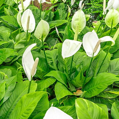 Spathiphyllum Maracay