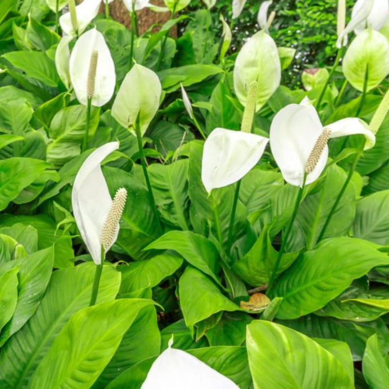 Spathiphyllum Maracay