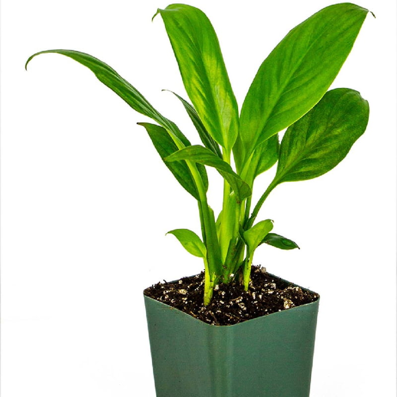 Spathiphyllum Mojo