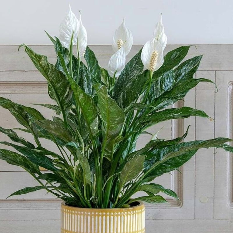 Spathiphyllum Domino