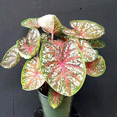 Caladium Thai Dwarf (15 varieties)