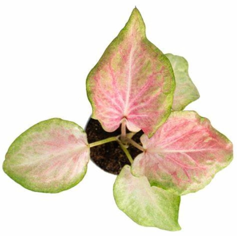 Caladium Maculatum (20 varieties)