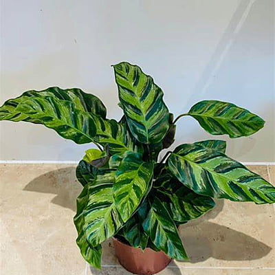 Calathea Louisae