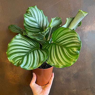 Calathea Orbifolia