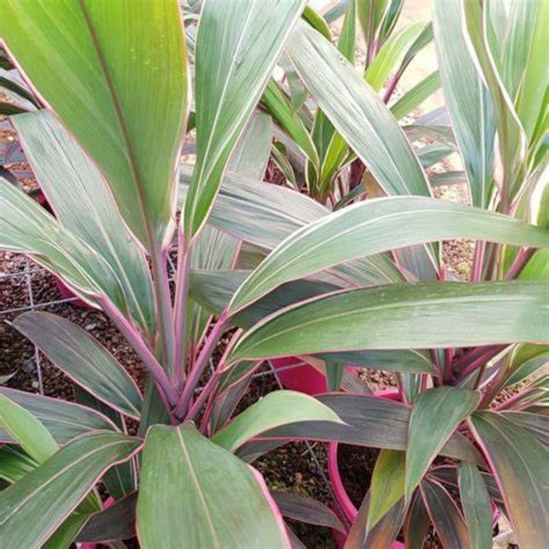 Cordyline Pink Diamond