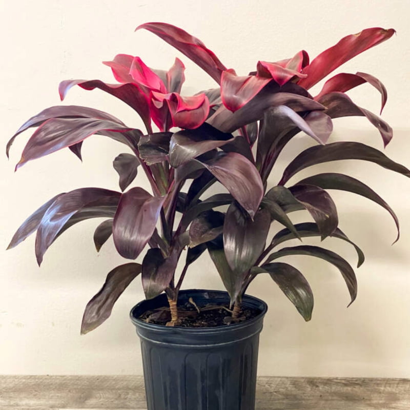 Cordyline Ruby