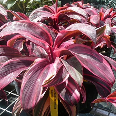 Cordyline Electra