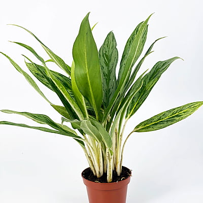 Aglaonema Silver Hybrids Aglaonema Silver Hybrids