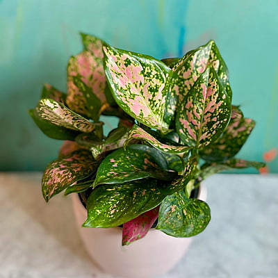 Aglaonema Pink Hybrids Aglaonema Pink Hybrids