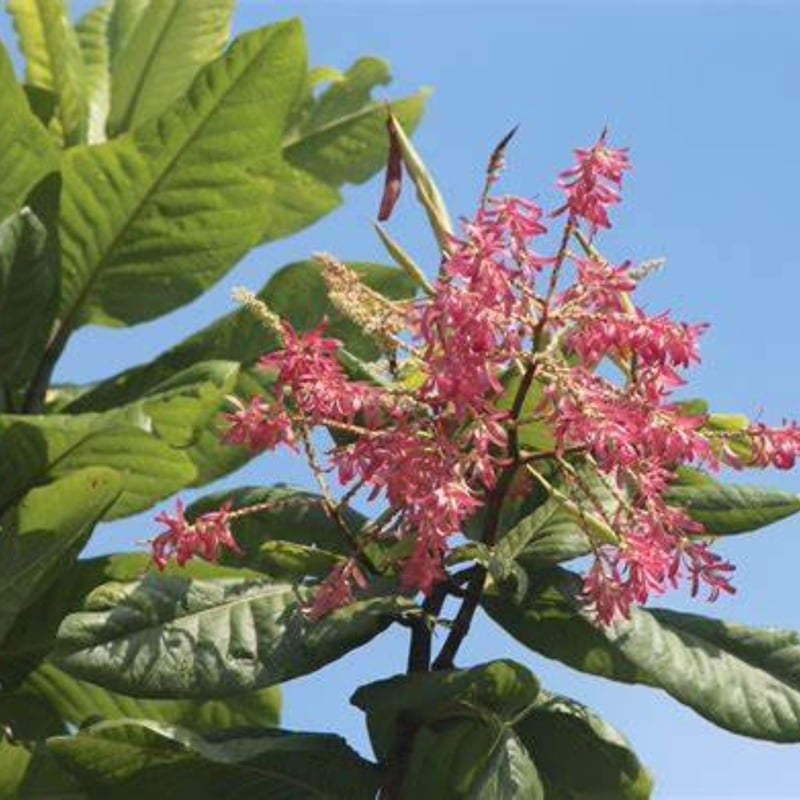 Triplaris Surinamensis