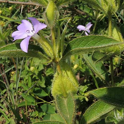 Barleria spp. Barleria spp.
