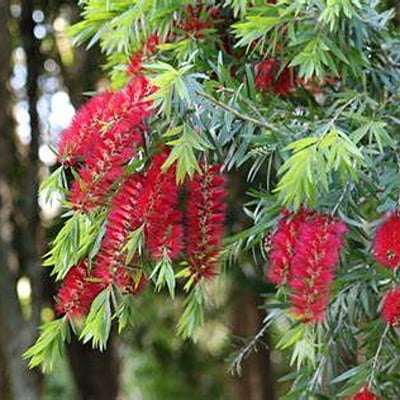 Callistemon Captain Cook Callistemon Captain Cook