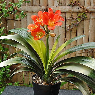 Clivia Miniata Clivia Miniata
