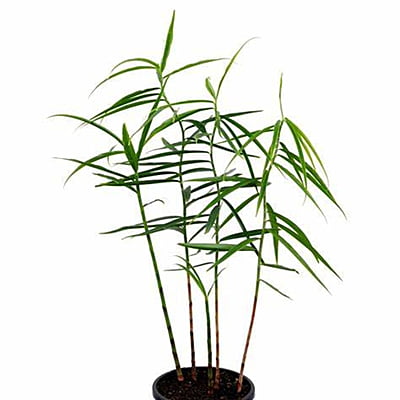 Costus Stenophyllum Costus Stenophyllum