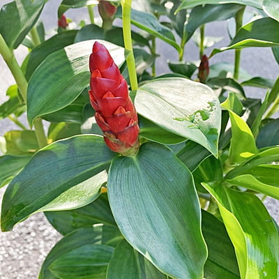 Costus Woodsonii Costus Woodsonii