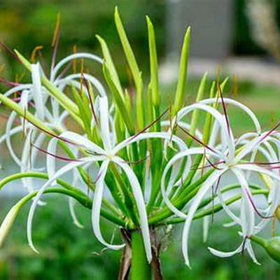 Crinum Asiaticum Crinum Asiaticum