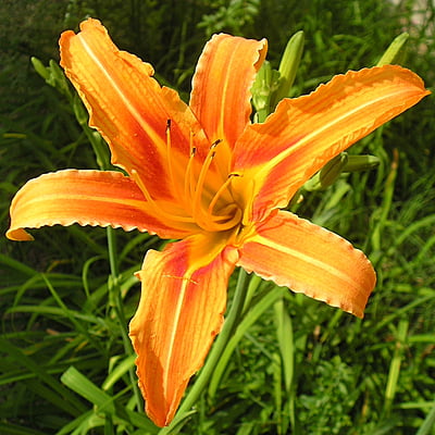 Day Lily Day Lily