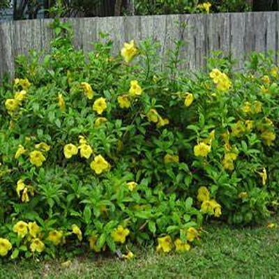 Dwarf Allamanda Dwarf Allamanda