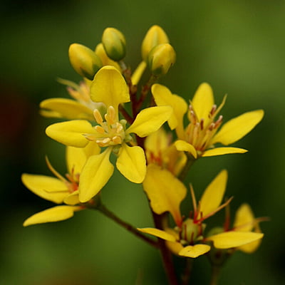 Galphimia Glauca Galphimia Glauca