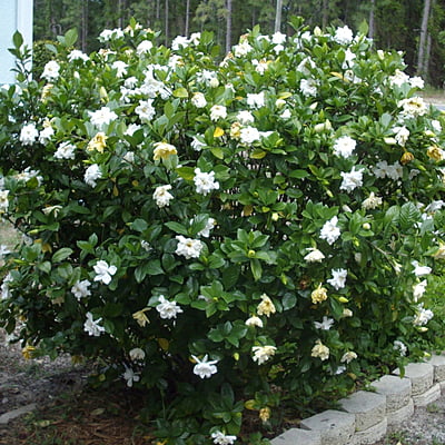 Gardenia Spp. Gardenia Spp.