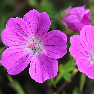 Geranium Spp. Geranium Spp.