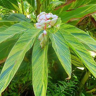 Ginger Spp. Ginger Spp.