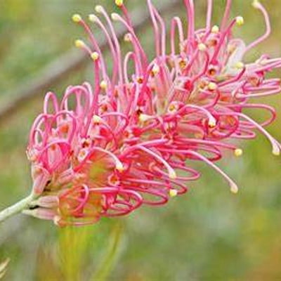 Grevillea Spp. (Flowering Hybrids) Grevillea Spp. (Flowering Hybrids)