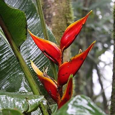 Heliconia Spp. Heliconia Spp.