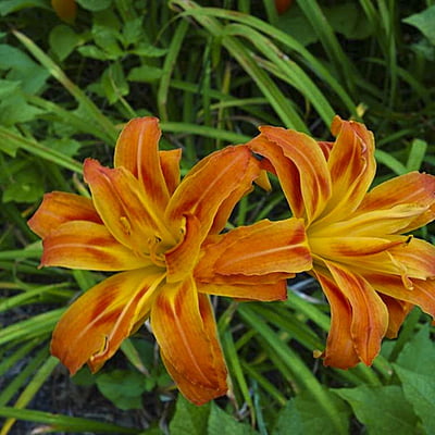 Hemerocallis Fulva Hemerocallis Fulva