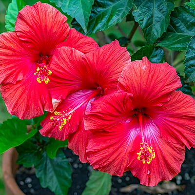 Hibiscus Hibiscus