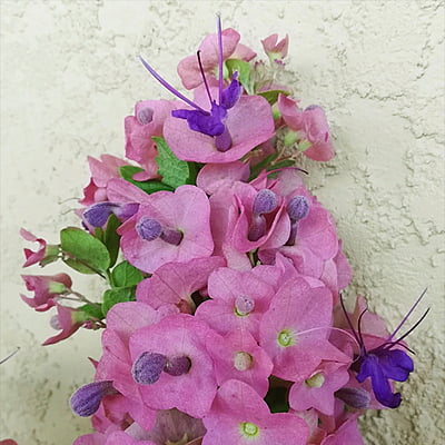 Holmskoldia Holmskoldia