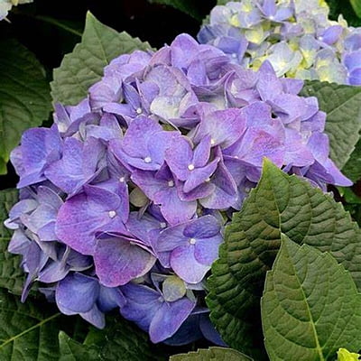 Hydrangea Spp. Hydrangea Spp.