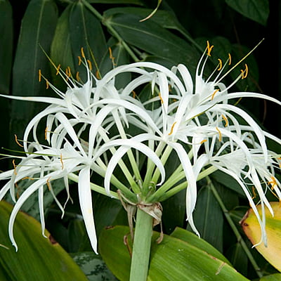 Hymenocallis Speciosa Hymenocallis Speciosa