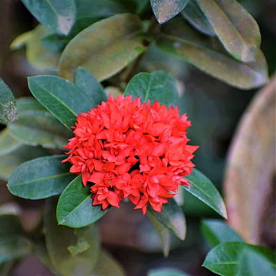 Ixora Dwarf Ixora Dwarf
