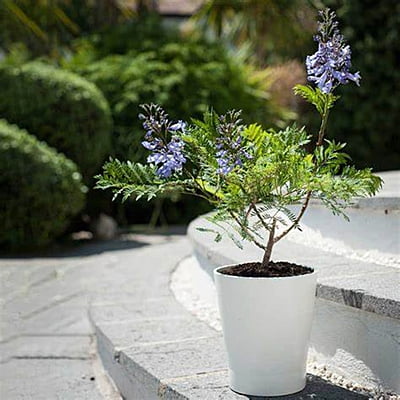 Jacaranda Bonsai Blue Jacaranda Bonsai Blue