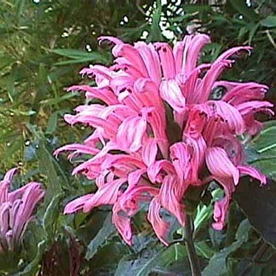 Justicia Spp. Justicia Spp.