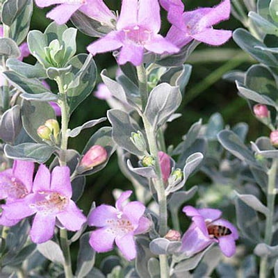 Leucophyllum Leucophyllum