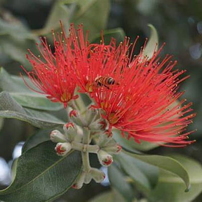 Meterosiderous Collina "Springs Fire" Meterosiderous Collina "Springs Fire"